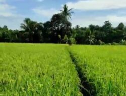 Penyaluran Bantuan Bibit Padi Gratis Juga Disertai Pupuk dan Pestisida