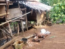 Serangan Binatang Buas Terhadap Hewan Ternak Kembali Terjadi di Seluma