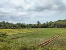 Musim Tanam Padi, Pemkab Mukomuko Siapkan 1.650 Ton Pupuk Subsudi