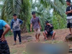 Heboh, Warga Seluma Temukan Mayat di Kebun Sawit