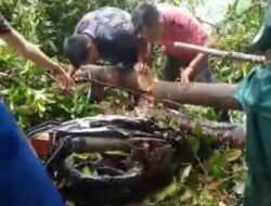 Tragis, Pulang Mengajar Guru PPPK di Seluma Tertimpa Pohon Tumbang