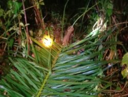 Warga Mukomuko Ditemukan Tewas, Diduga Diterkam Harimau