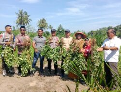 Dukung Ketahananan Pangan, Pemerintah Kecamatan Kota Mukomuko Panen Raya Kacang Tanah