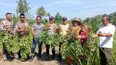 Dukung Ketahananan Pangan, Pemerintah Kecamatan Kota Mukomuko Panen Raya Kacang Tanah
