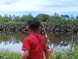 Heboh, Penampakan Buaya di Muara Selagan Mukomuko