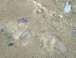 Warga Seluma Temukan Jejak Kaki Mirip Tapak Harimau