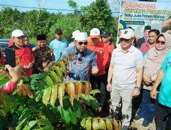 Hijaukan Bumi dengan Satu Juta Pohon Matoa