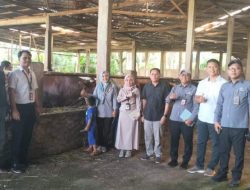 Kota Bengkulu Terima Sapi Kurban 885 Kg dari Presiden