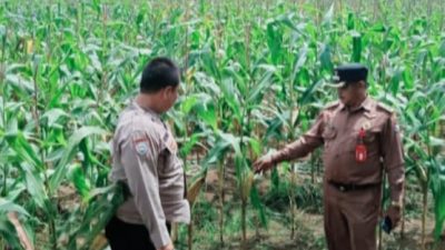 Ketahanan Pangan, Tanaman Jagung di Desa Lubuk Gedang Akan Panen Bulan Depan