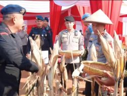 Polda Bengkulu Panen Raya Jagung, Wujud Nyata Dukung Program Nasional