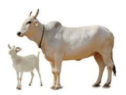 OPD Kota Bengkulu Sumbang Sapi dan Kambing Kurban