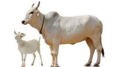 OPD Kota Bengkulu Sumbang Sapi dan Kambing Kurban