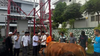 Kejati Bengkulu Kurban 14 Ekor Sapi, Bagikan ke Panti Asuhan
