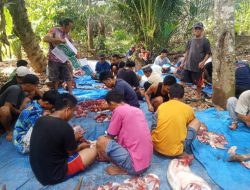 Warga Desa Teruntung Kurban 11 Ekor Sapi dan 4 Ekor Kambing di Hari Raya Iduladha