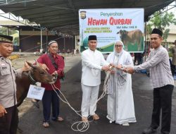 Polda Bengkulu Serahkan Hewan Kurban ke 10 Masjid dan Penyembelihan di Mapolda
