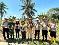 Jagung Tumbuh, Harapan Subur: Polsek Teluk Segara Panen Serentak Bersama Petani