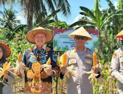 Polsek Teluk Segara Panen Jagung Serentak, Wujud Nyata Dukungan terhadap Ketahanan Pangan
