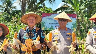 Polsek Teluk Segara Panen Jagung Serentak, Wujud Nyata Dukungan terhadap Ketahanan Pangan