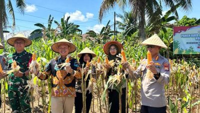 Panen 300 Kg Jagung, Polsek Teluk Segara Tegaskan Komitmen Ketahanan Pangan