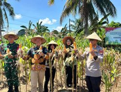 Sinergi Lintas Sektor, Polsek Teluk Segara Sukses Gelar Panen Jagung Kuartal II