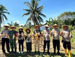 Panen Raya Jagung di Bengkulu, Polri dan Petani Bersinergi