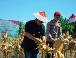 Perkuat Ketahanan Pangan, Bengkulu Panen 3.320 Ton Jagung