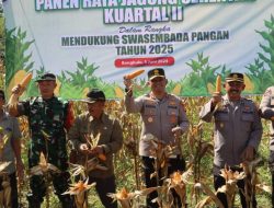Panen Raya Jagung Kuartal II di Polsek Bermani Ilir
