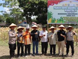 Jagung Tumpang Sari Dipanen Serentak, Mukomuko Perkuat Kemandirian Pangan