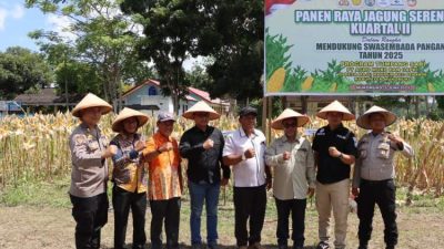 Jagung Tumpang Sari Dipanen Serentak, Mukomuko Perkuat Kemandirian Pangan