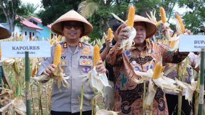 Jagung Melimpah, Petani dan Pemkab Mukomuko Panen Bersama