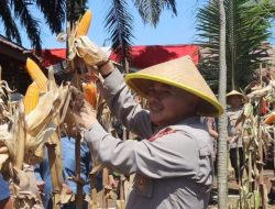 Dukung Ketahanan Pangan Nasional, Polsek Pondok Kelapa Panen Raya Jagung Serentak Kuartal II