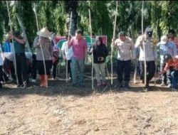 Desa Simpang Pino Jalankan Program Satu Hektare Jagung, BumDes Jadi Motor Penggerak