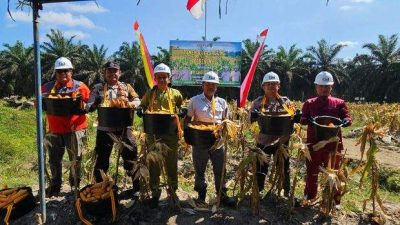Polres Indragiri Hulu Gelar Panen Raya Jagung Dukung Program Ketahanan Pangan