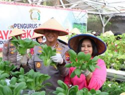 Kapolda Kalteng Bersama Bhayangkari Panen Sayur di Lahan Pekarangan Pangan Lestari