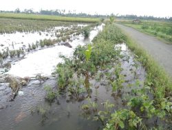Sawah di Tanjung Agung Kerap Terendam Banjir, Petani Minta Pemerintah Turun Tangan