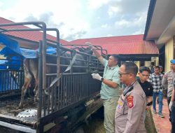 Polres Mukomuko Ungkap Sindikat Curnak, Libatkan Satu Keluarga