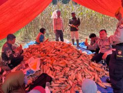 Pemdes Kota Bumi Panen Raya Jagung Ketahanan Pangan