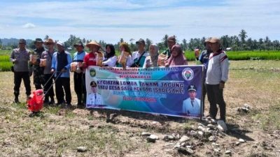 Warga Sukaraja Tanam Jagung, Dukung Lomba Sadesahe