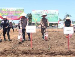 Polda Bengkulu Tanam Jagung Serentak, Dorong Kemandirian Pangan