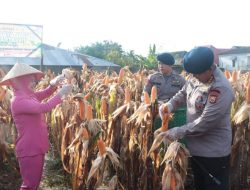 Satbrimob Polda Bengkulu Panen 964 Kg Jagung di Lahan Ketahanan Pangan Gegana