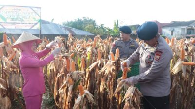 Satbrimob Polda Bengkulu Panen 964 Kg Jagung di Lahan Ketahanan Pangan Gegana