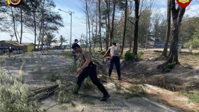 Respon Cepat Ditsamapta Polda Bengkulu Evakuasi Pohon Tumbang di Jalan Pariwisata