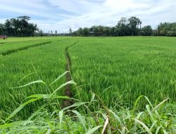 Petani Seluma Keluhkan Pupuk Subsidi Dijual di Atas HET