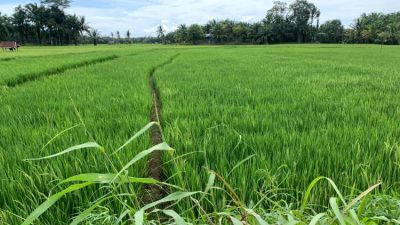 Petani Seluma Keluhkan Pupuk Subsidi Dijual di Atas HET