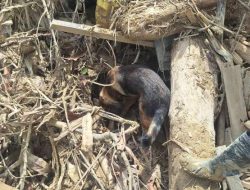 Tindak Lanjut Laporan Warga, Satwa K-9 Polri Temukan Jenazah di Aceh Tamiang