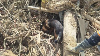 Tindak Lanjut Laporan Warga, Satwa K-9 Polri Temukan Jenazah di Aceh Tamiang