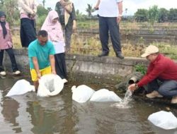 Pemkab Rejang Lebong Dorong Produksi Perikanan, Distribusikan 3.200 Ekor Indukan Ikan Nila