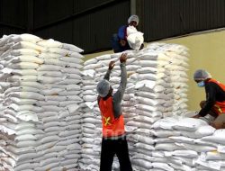 Serap 4 Juta Ton, Pemerintah Perkuat Fondasi Swasembada Pangan Berkelanjutan