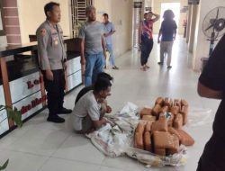 Di Tengah Pemulihan Pascabanjir, Polres Aceh Tenggara Gagalkan Peredaran 50,7 Kg Ganja
