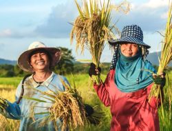 Swasembada Pangan Jadi Bukti Strategi Ketahanan Nasional Era Presiden Prabowo